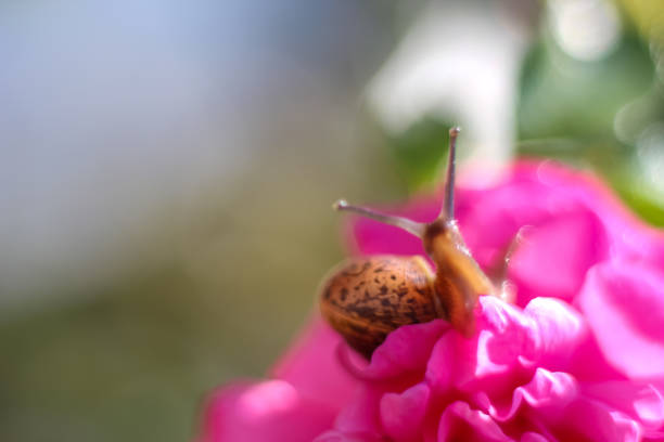 Snail on peony flower. Macrophoto in blur, defocus, smear. copy space, text space, template, layout.