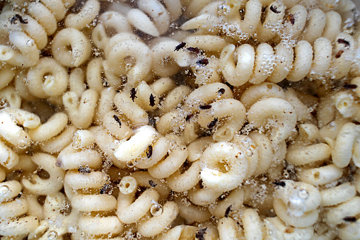 Pest bugs, which have developed in pasta in form of spirals, floated to surface of water. Improper storage of food. Overstocking. Excessive consumption.