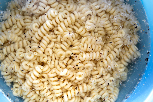 Spiral pasta infested with flour weevil beetle. Improper storage of food. Overstocking. Overconsumption.