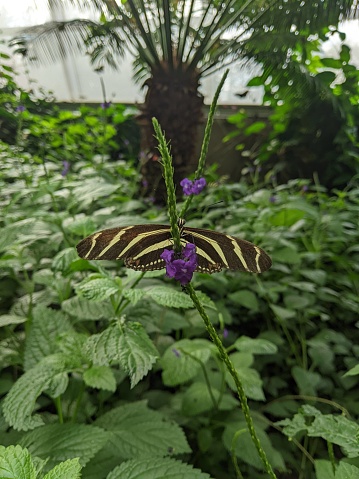 A close-up of a Zebra Longwing Butterfly on purple flowers in a greenhouse