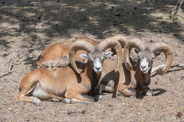 istock Portrait of mouflon sheep with horns 2150704614