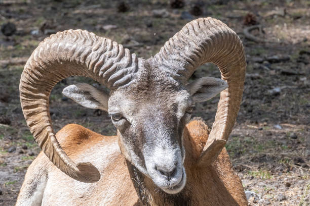 istock Portrait of mouflon sheep with horns 2150704944