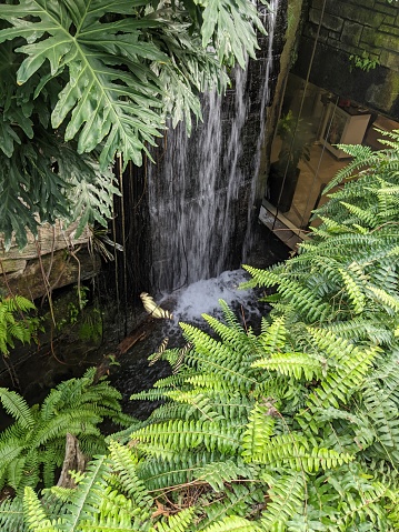 Zebra Longwing Butterflies on plants by a waterfall in a greenhouse
