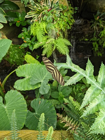 A close-up of a Zebra Longwing Butterfly on plant leaves by a waterfall in a greenhouse