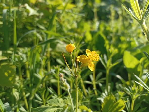 istock Chelidonium majus, the greater celandine 2150705174