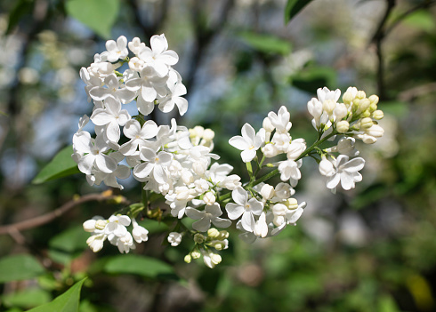 picture of white Syringa in a garden