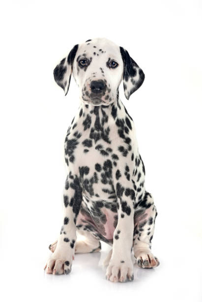 istock puppy dalmatian in studio 2150705260