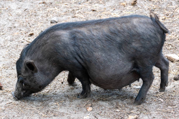 istock The pot belly pig is hungry and curious 2150705267