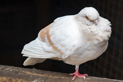 close up of a dove