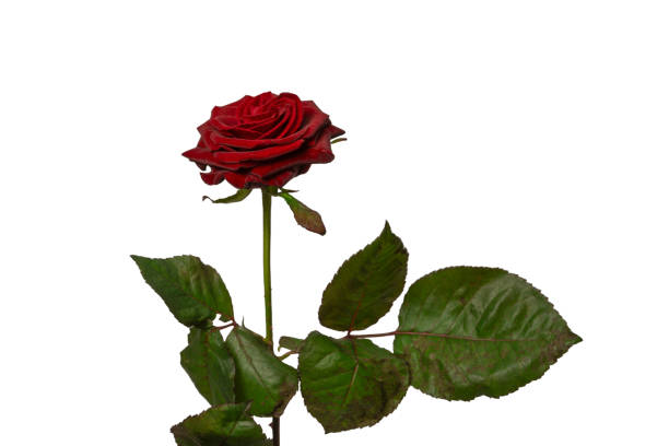 istock Beautiful red rose isolated on white background. 2150705394