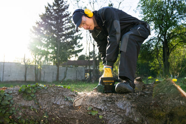 istock A man in uniform cuts an old tree in the yard with an electric saw 2150705629