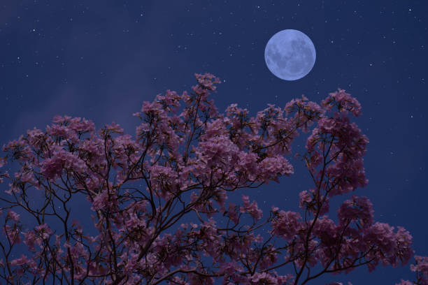 istock Full moon with flower tree branches in the night. 2150705676