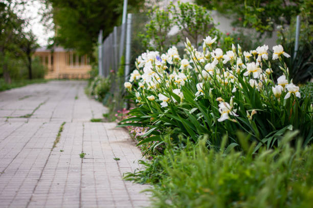 Bushes of white iris flowers and pink daisies grow near the path made of small square street tiles