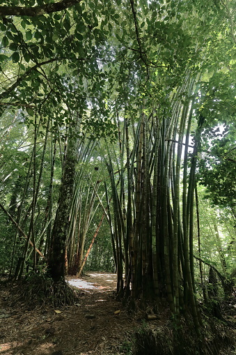 Small bamboo grove among the rainforest trees on the Sendero Centinelas del Rio Luminoso Hike, way down to Poza del Venado Pool in Parque Guanayara Park, Escambray Mountains. Cienfuegos province-Cuba.