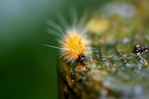 A close-up of a Spilarctia nydia werneri caterpillar showcasing its vibrant orange hairs and black head. Wulai District, New Taipei City.