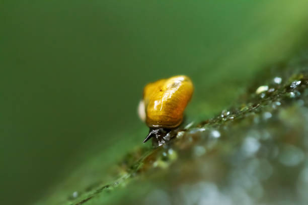 Macro  - Forest - Europe, Romania, Suceava region