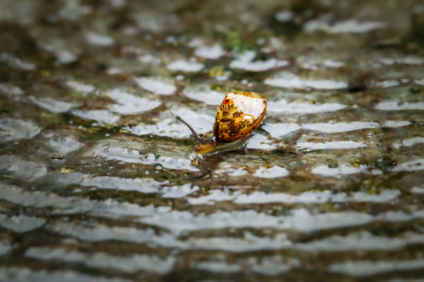 A close-up of a golden snail, its shell glistening, moving gracefully across a dark, wet rock surface adorned with raindrops. Wulai District, New Taipei City.