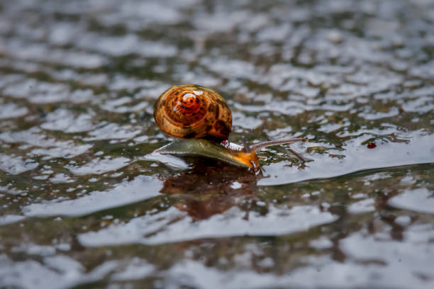 A close-up of a golden snail, its shell glistening, moving gracefully across a dark, wet rock surface adorned with raindrops. Wulai District, New Taipei City.