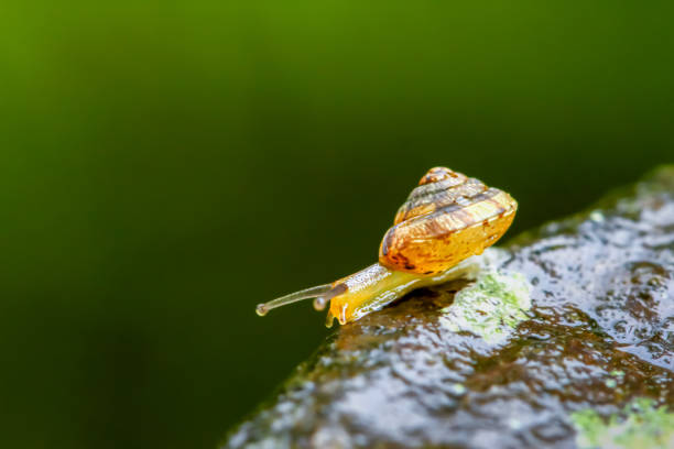 istock Golden Snail Gliding on a Wet Rock After Rain. 2150706651