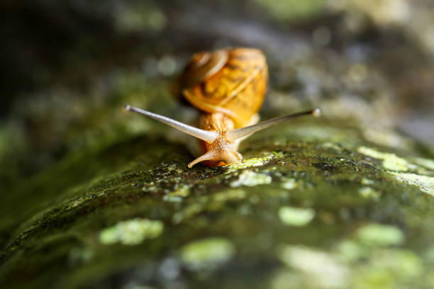 A close-up of a golden snail, its shell glistening, moving gracefully across a dark, wet rock surface adorned with raindrops. Wulai District, New Taipei City.