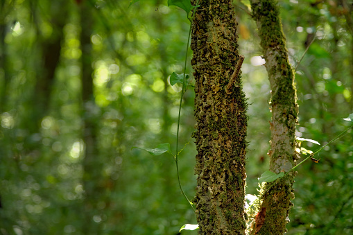 Gnarled and textured tree trunks in sunlit green forest