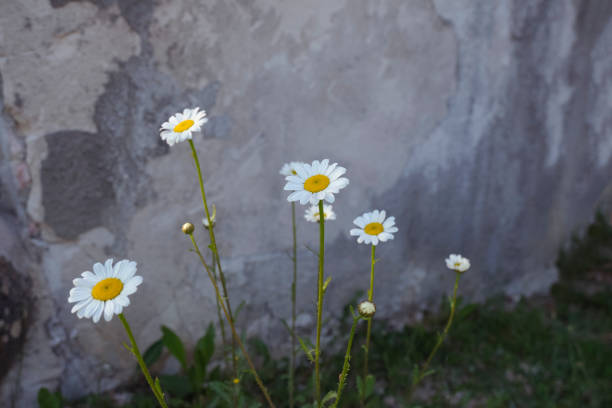 Wild daisies closeup across gray rough background. Spring natural background. Copy space