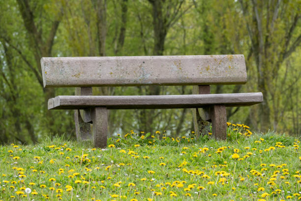 wooden bench in the park