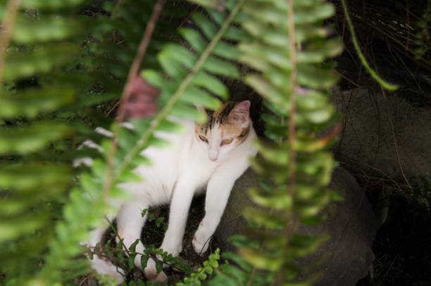 Wild fern leaf shoot with cat