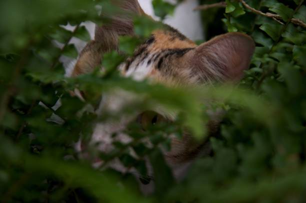 istock Wild fern leaf shoot with cat 2150707695