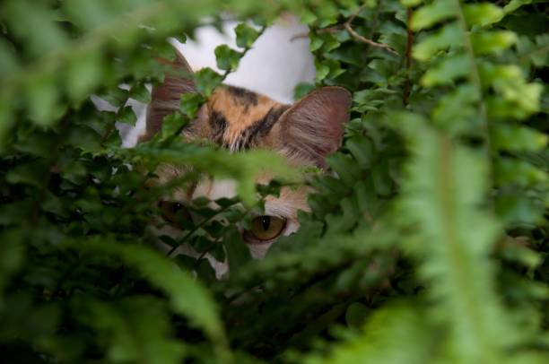 Wild fern leaf shoot with cat
