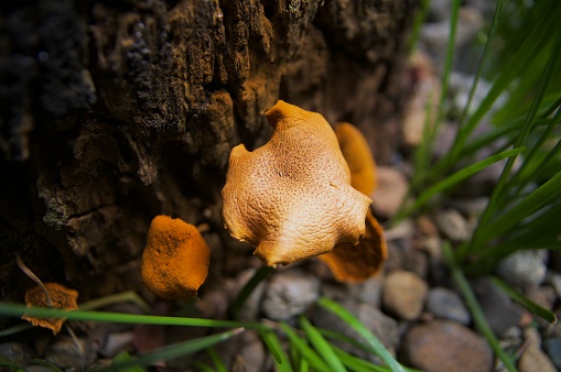 Wild mushrooms in the backyard