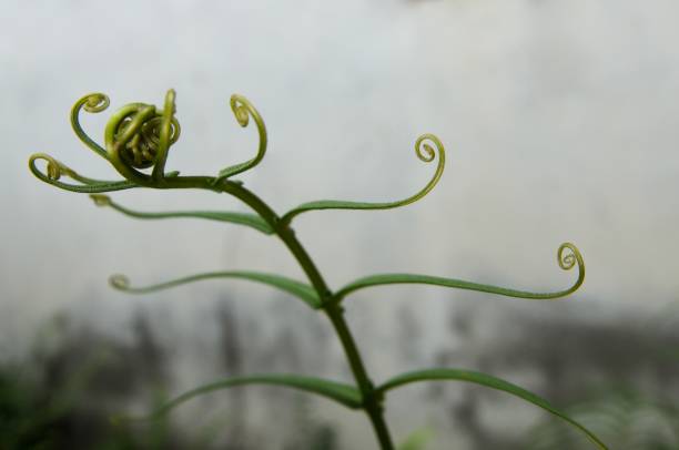 Shoots wild fern leaves with additional light