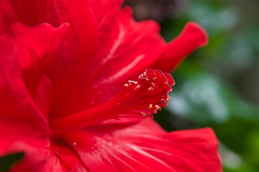 Close-up of Hibiscus with added light