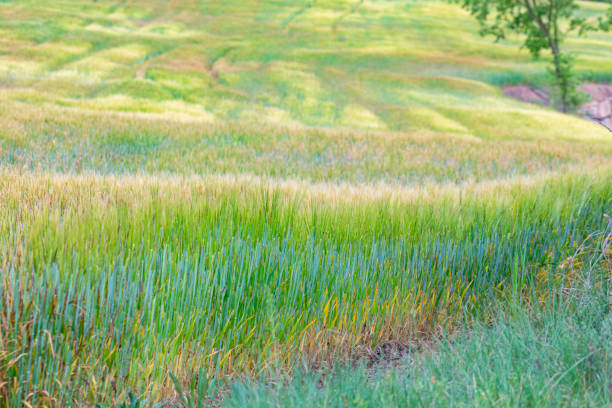 Path in field of barley, green fields and sky, spring landscape.