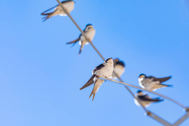 Barn swallows (Hirundo rustica), warm day in springtime.