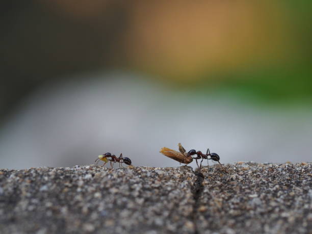ants carry supplies to their nests