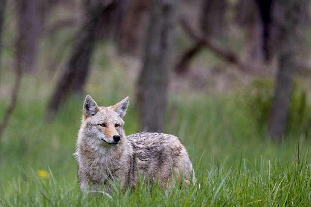 istock Coyote In Field With Trees in Background 2150709251