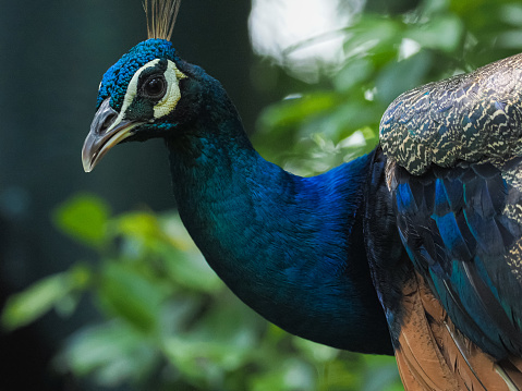 peacock close up at outdoor