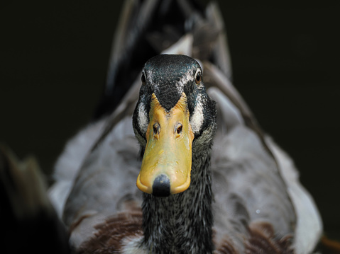 close up duck swimming in pond