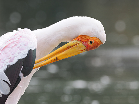 the white stork (ciconia ciconia) in the nest feeds with its long beak, its little stork