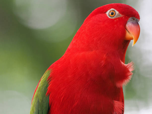 close up parrot portrait