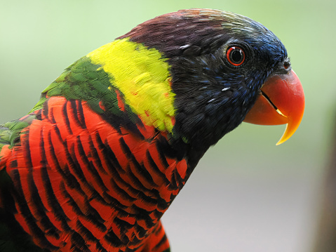 close up parrot portrait