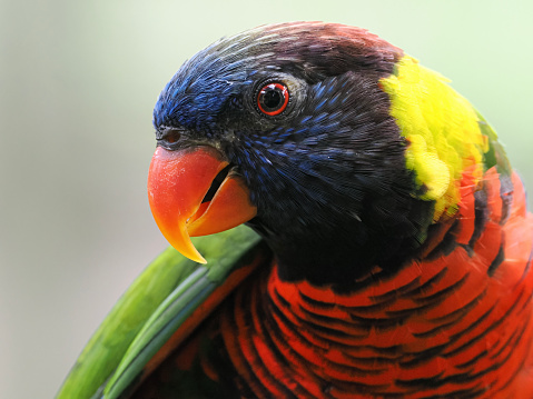 Close-up of a Panama Yellow-headed Amazon (5 months old) with its beak open,  isolated on white