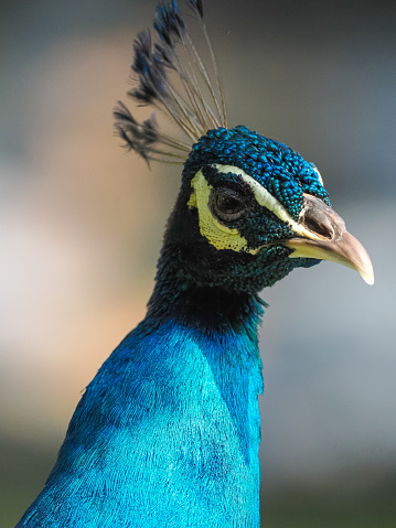 Macro shot of peacock's face