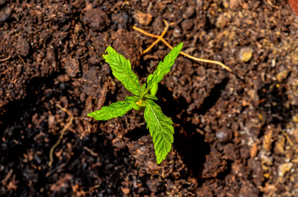 A small green plant is growing in the dirt. The plant is surrounded by dirt and has a few leaves