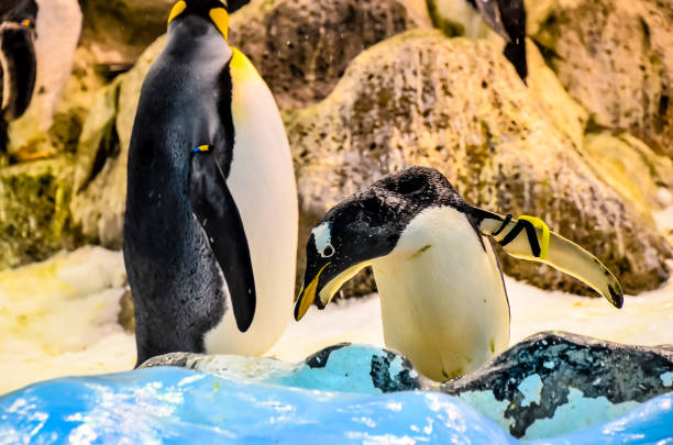 istock A penguin is swimming in a pool with other penguins 2150710045