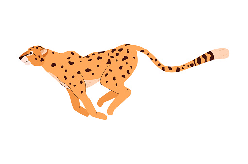 The wild spotted cheetah is rapidly running to hunt. Vector illustration on a white background is ideal for wildlife posters, prints and character designs.