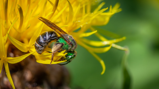 An agapostemon virescens gathers pollen from a  yellow star-thistle flowers in autumn.