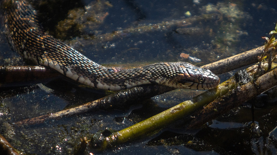 A Banded water snake looking for a prey in the amazing reserve of Green Cay wetlands in Florida.
