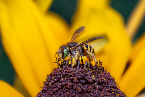 An Oblong woolcarder bee, gathers pollen from an echinacea  flowers in autumn.